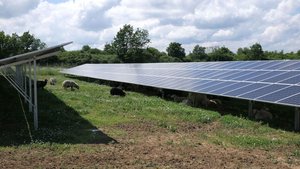 PV Hipoltstein Die N-ERGIE legt auch bei der Anlage in Hilpoltstein ein großes Augenmerk auf Ökologie und Artenschutz. Die Standortfläche ist naturbelassen angelegt und wird naturnah durch Schafe beweidet.