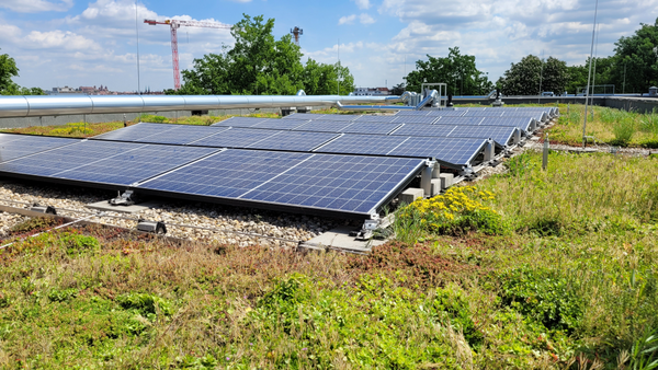Beispiel für eine Dachbegrünung mit Photovoltaikanlage in Nürnberg 